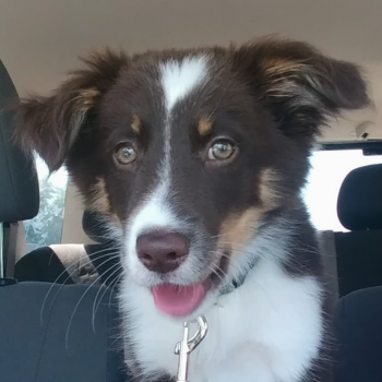 Rebel, Border Collie