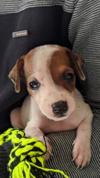 Lua, Pinscher (Alemán)