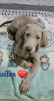 AQUILES, Weimaraner