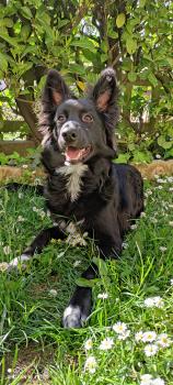Kira, Otros perros