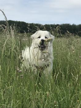 Bear, Pyrenäenberghund