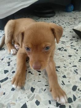Tena, Altri cani