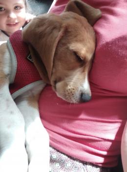 Sparko, Beagle