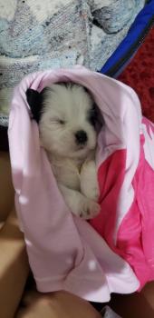 Pepita, Shih Tzu