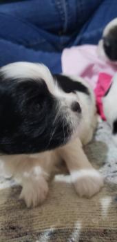 Haru, Shih Tzu