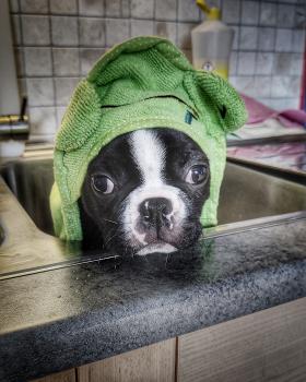 Finn, Boston Terrier
