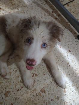 Mai Tai, Border Collie