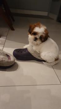 Dorothy, Shih Tzu