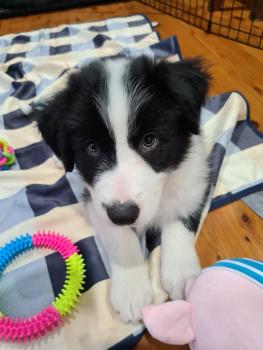 Dusty, Border Collie