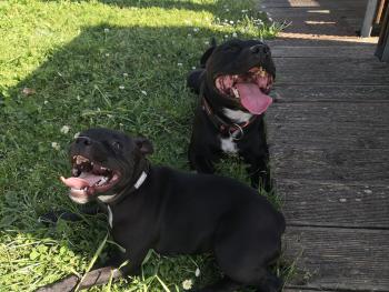 Lucifer, Staffordshire Bull Terrier