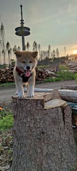 Maki, Akita Japonés