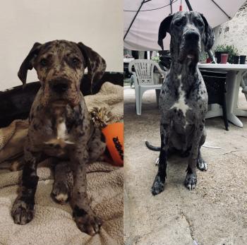 Pongo, Gran Danés
