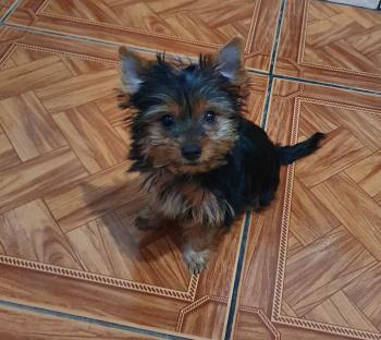 Jacqueline, Yorkshire Terrier