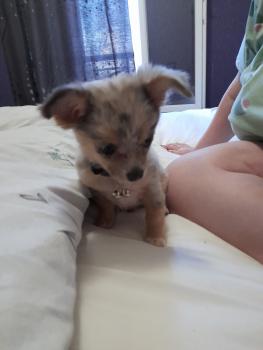 Serise, Chihuahua