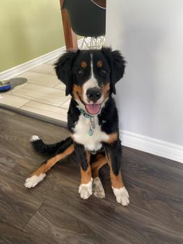Zoro, Bovaro del bernese
