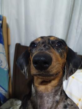 Petunia, Dachshund (Pelo Largo)