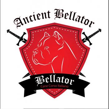 Bellator, Cane Corso