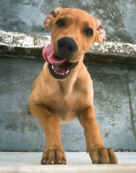 Thor, Labrador Retriever