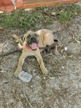 Sila, Cane Corso