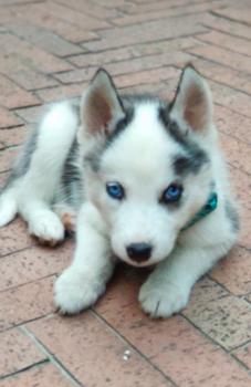 BALOO, Siberian Husky