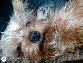 Dior, Yorkshire Terrier
