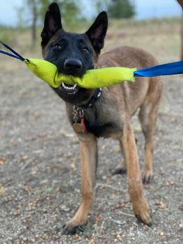 Rishi, Pastor Belga Malinois
