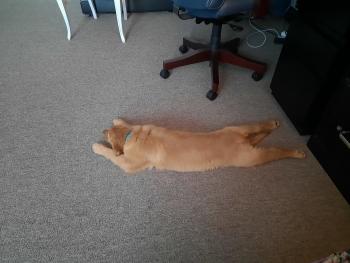 Kiko Glass, Golden Retriever
