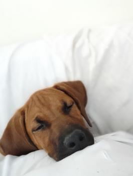 Sirius, Rhodesian Ridgeback
