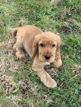 Elliot, Cocker Spaniel Inglés