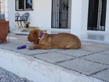 Oufti, Dogo De Burdeos