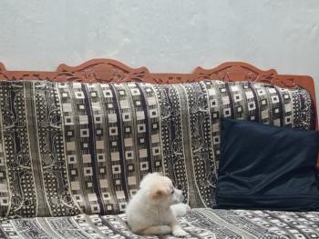 Perrie, Keeshond