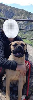 Roxie, Bullmastiff