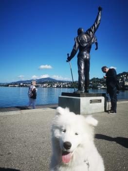 Gin, Samoyede