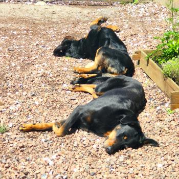 Ralph, Beauceron