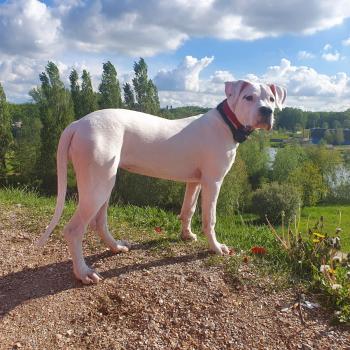 Madri, Dogo Argentino