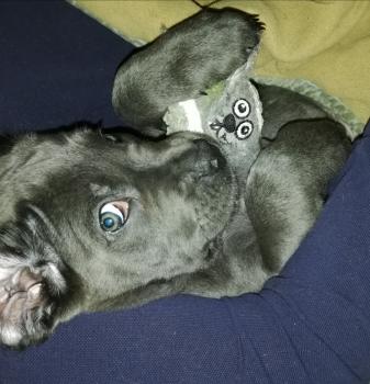 Smaug, Cane Corso