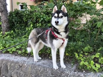 Kendra, Husky Siberiano