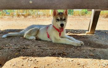 Easy, Husky Siberiano