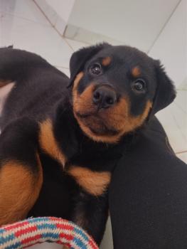 Apollo, Rottweiler