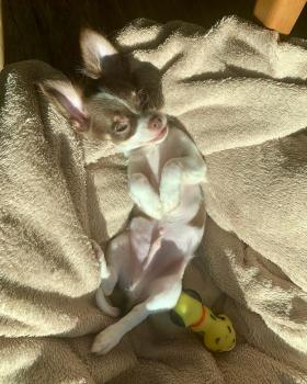 Nino, Chihuahua
