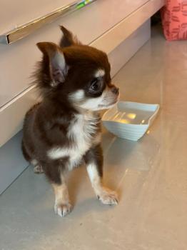 Gaia, Chihuahua