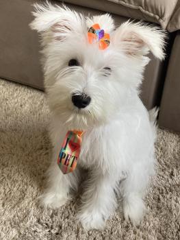 Duque, Zwergschnauzer