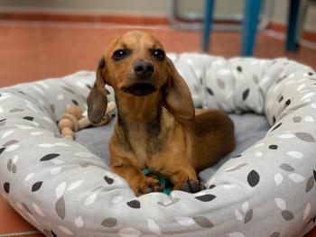 Pupa, Dachshund (Pelo Largo)