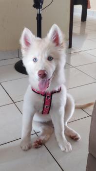 Luna, Husky Siberiano