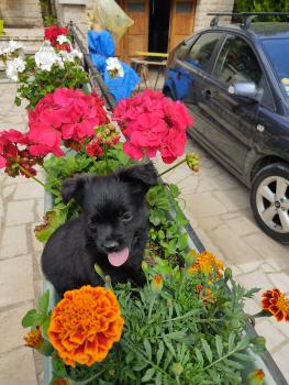 Yochi, Chihuahua