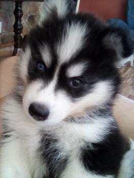 Iron Baruc, Siberian Husky