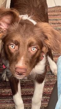 Desiree, Border Collie