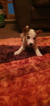 Rivas, Husky Siberiano
