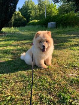 Naya, Chow Chow