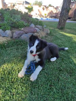 Logan, Border Collie